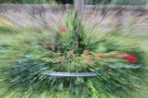 Verschwommene grüne Pflanzen mit roten Blüten in einem Garten.