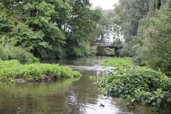 Ein ruhiger Fluss fließt durch eine grüne, bewaldete Umgebung mit Ufervegetation.