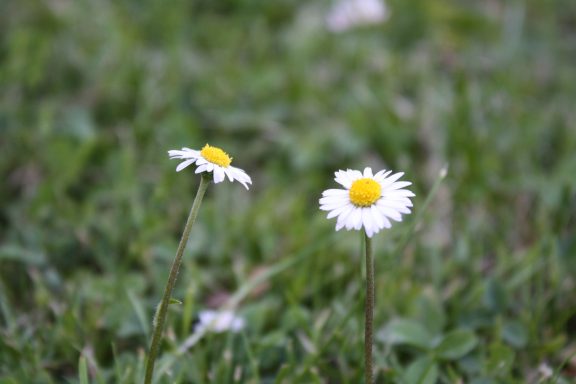 Zwei Gänseblümchen mit weißen Blüten und gelben Mitteln, umgeben von grünem Gras.