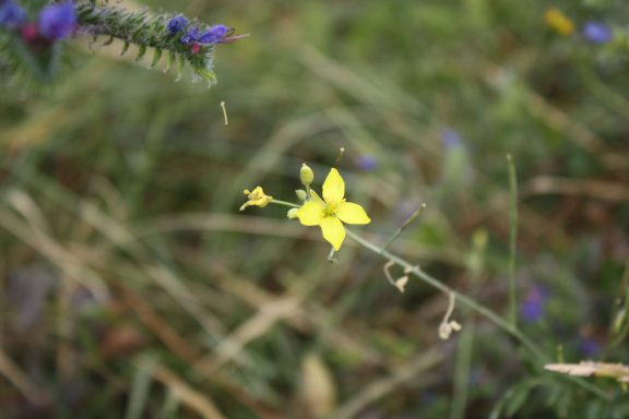 Gelbe Blüte auf einem grünen, krautigen Hintergrund mit lila Blumen.