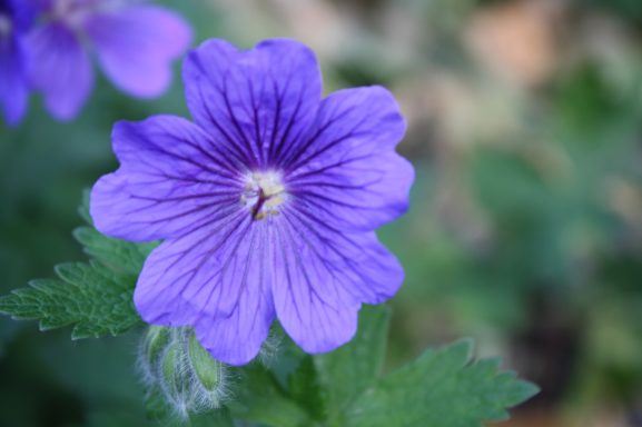 Lila Blüte mit fünf Blütenblättern und grünem Blattwerk im Hintergrund.