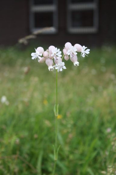 Zarte, rosa Blüten mit kleinen weißen Blüten, umgeben von grünem Gras.