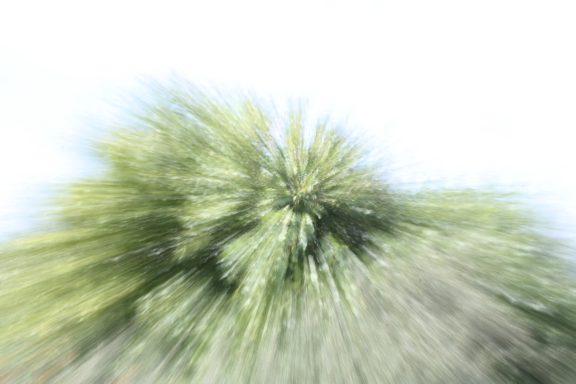 Verschwommene Darstellung eines grünen Baumes vor einem hellen Hintergrund.