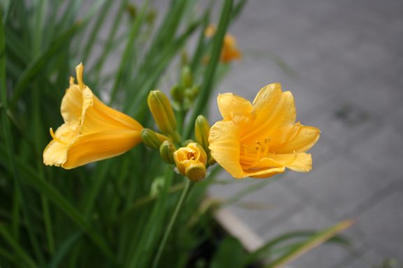 Gelbe Taglilien mit offenen und geschlossenen Blüten, umgeben von grünem Laub.