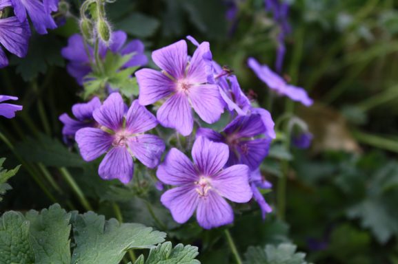 Lila Blumen mit fünfpetaligen Blüten und grünem Laub.