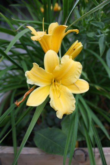 Gelbe Lilienblüten mit grünen Blättern im Hintergrund.